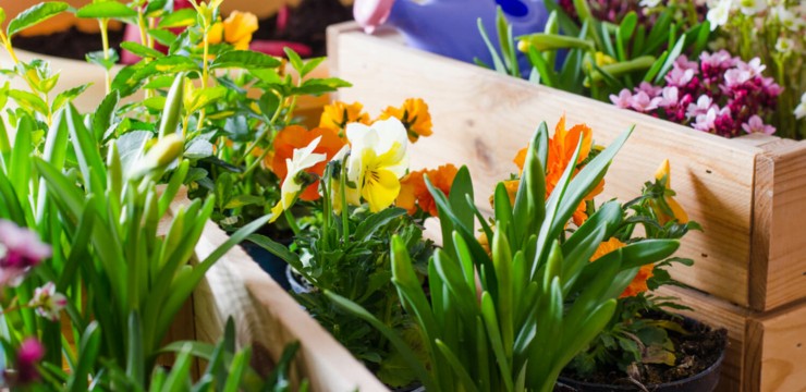 Jak Zabezpieczy Drzewka Owocowe Na Zim Poradnik Home Garden