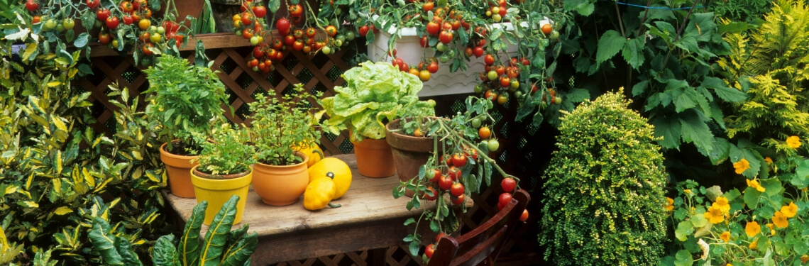 pomidory w ogrodzie