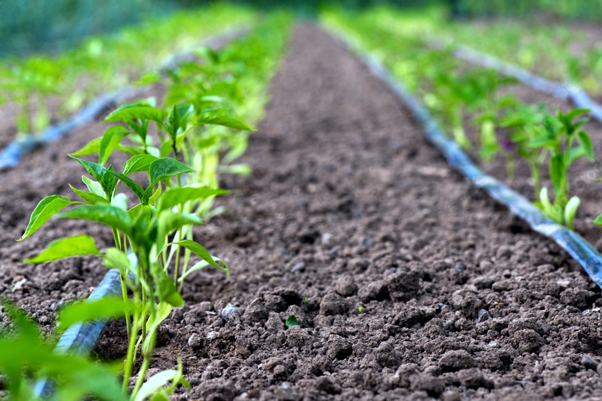 System nawadniania kropelkowego Terplant 6 m System nawadniania kropelkowego Terplant 6 m