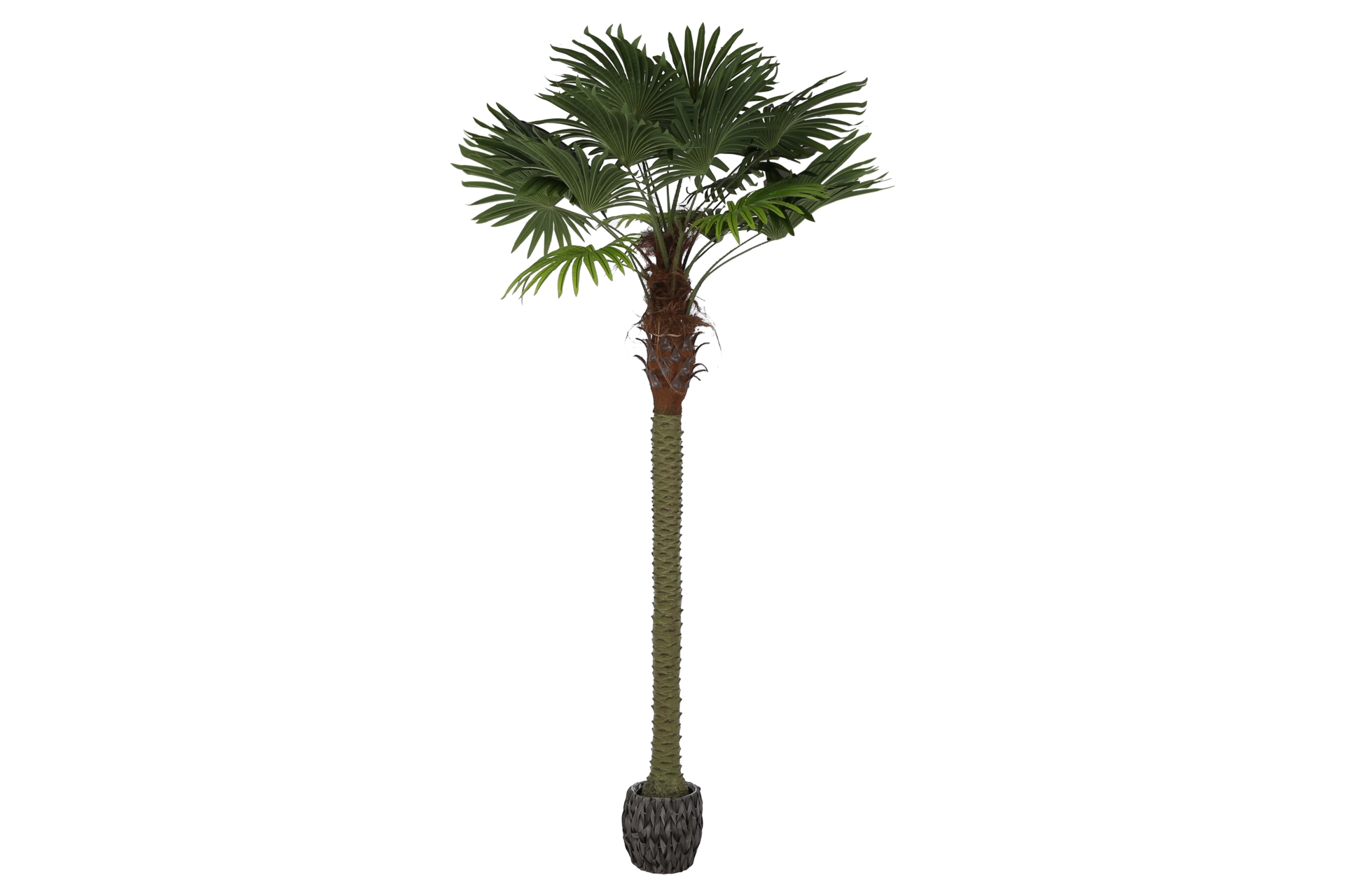 Sztuczna palma wachlarzowa 250 cm