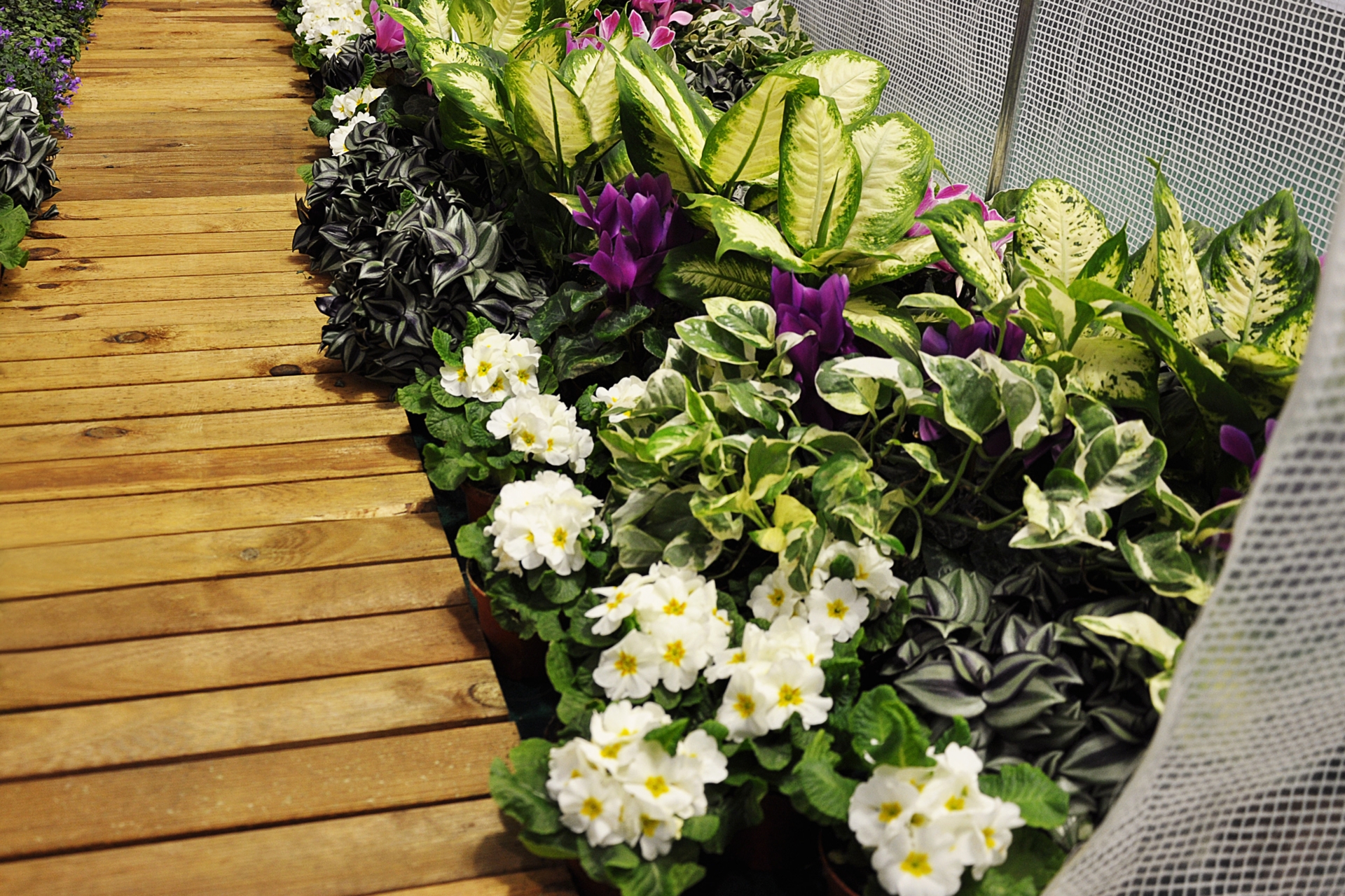 Tunel foliowy 200 x 350 cm (7 m²) stelaż + folia niebieska