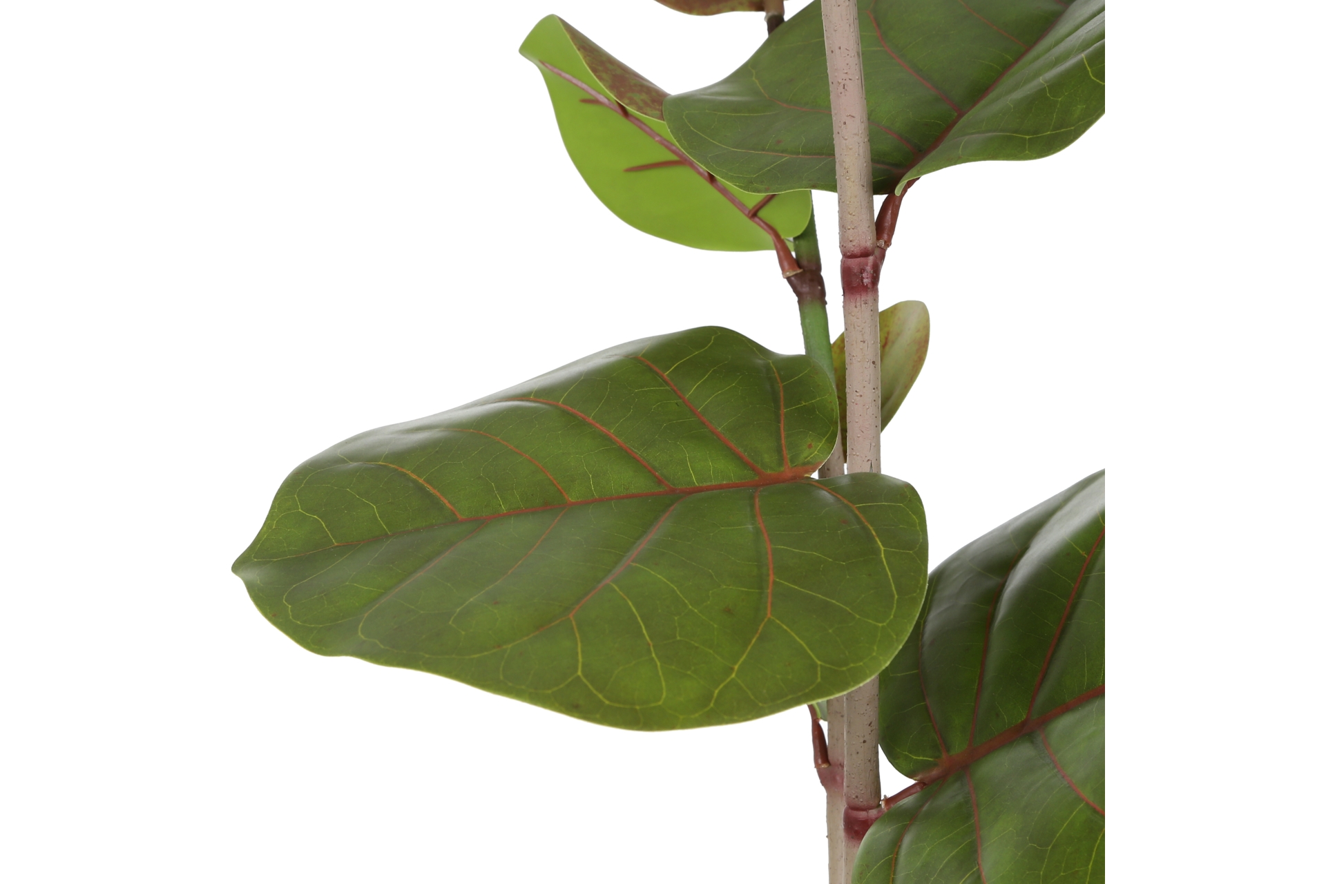 Sztuczna kokkoloba 170 cm