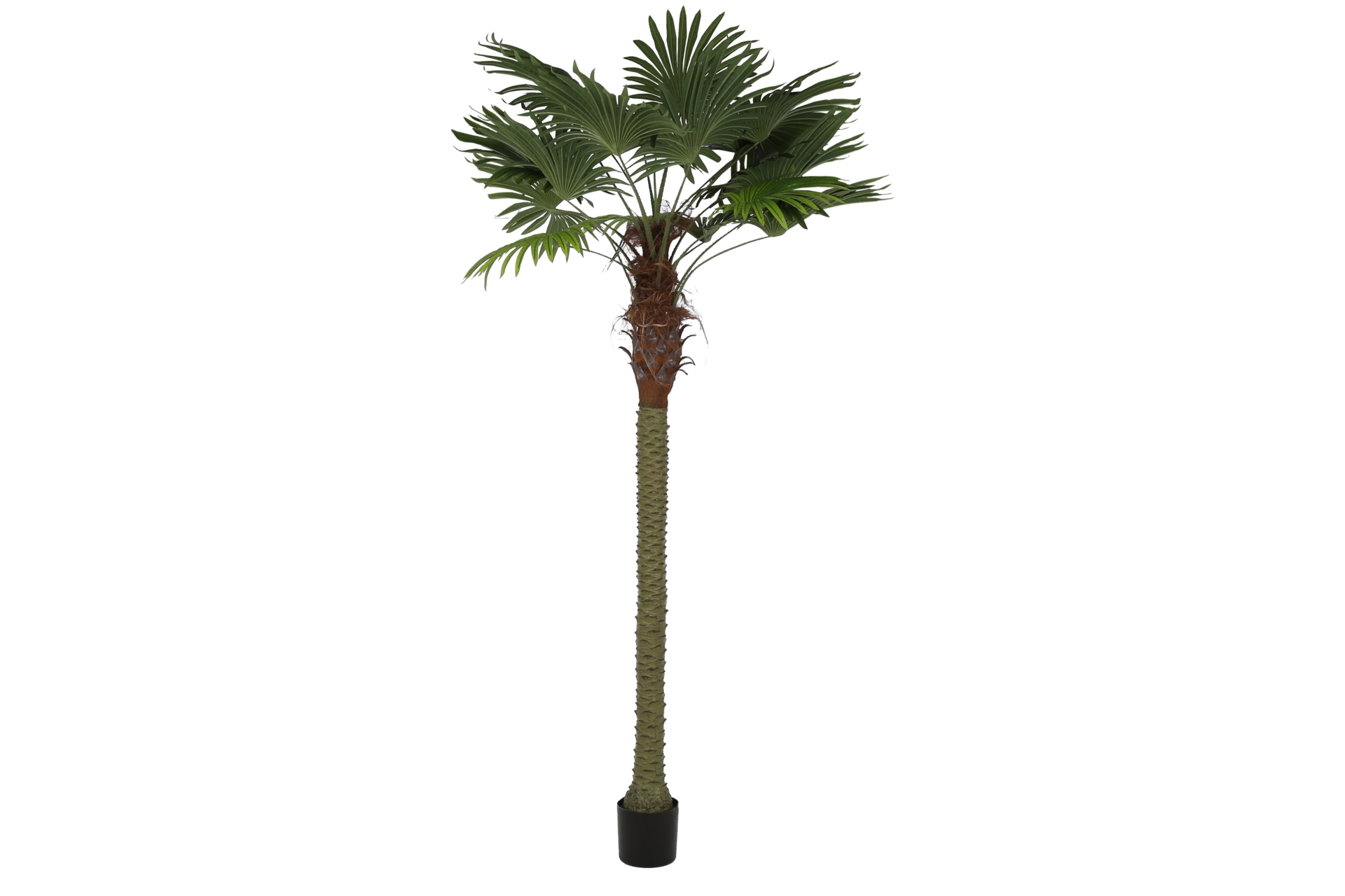 Sztuczna palma wachlarzowa 250 cm