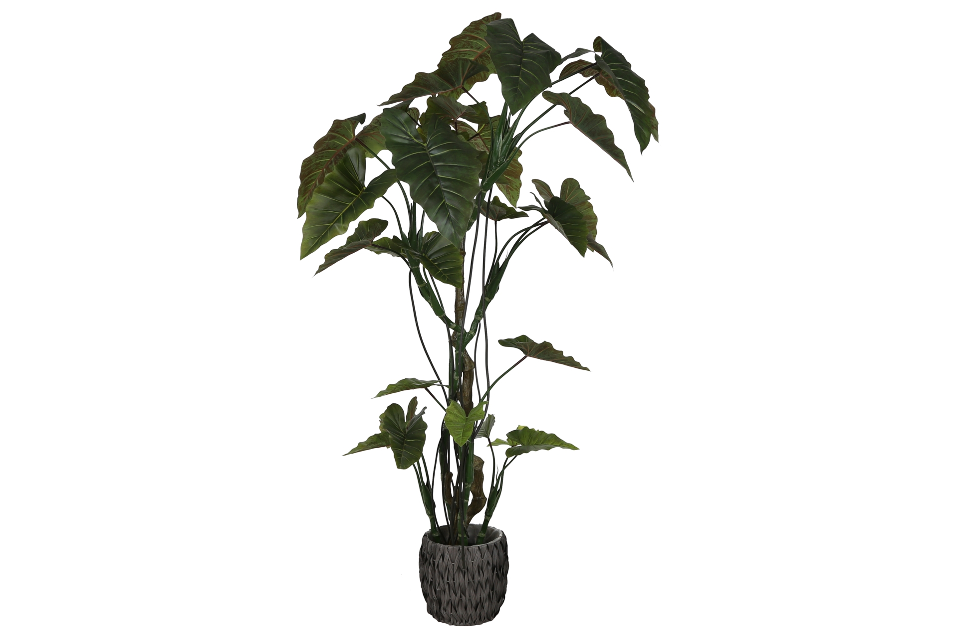 Sztuczna kolokazja 220 cm