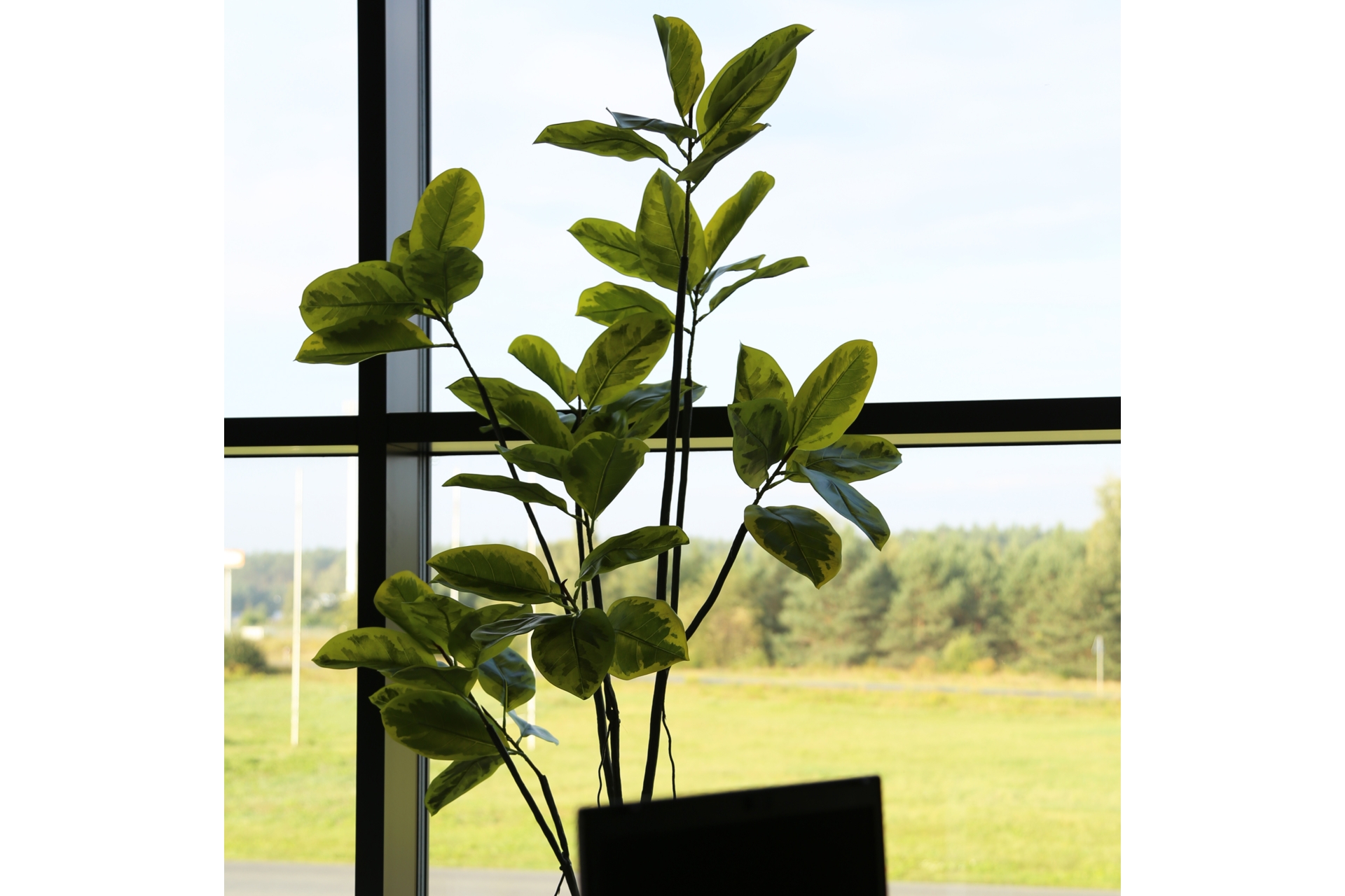 Sztuczny fikus 180 cm