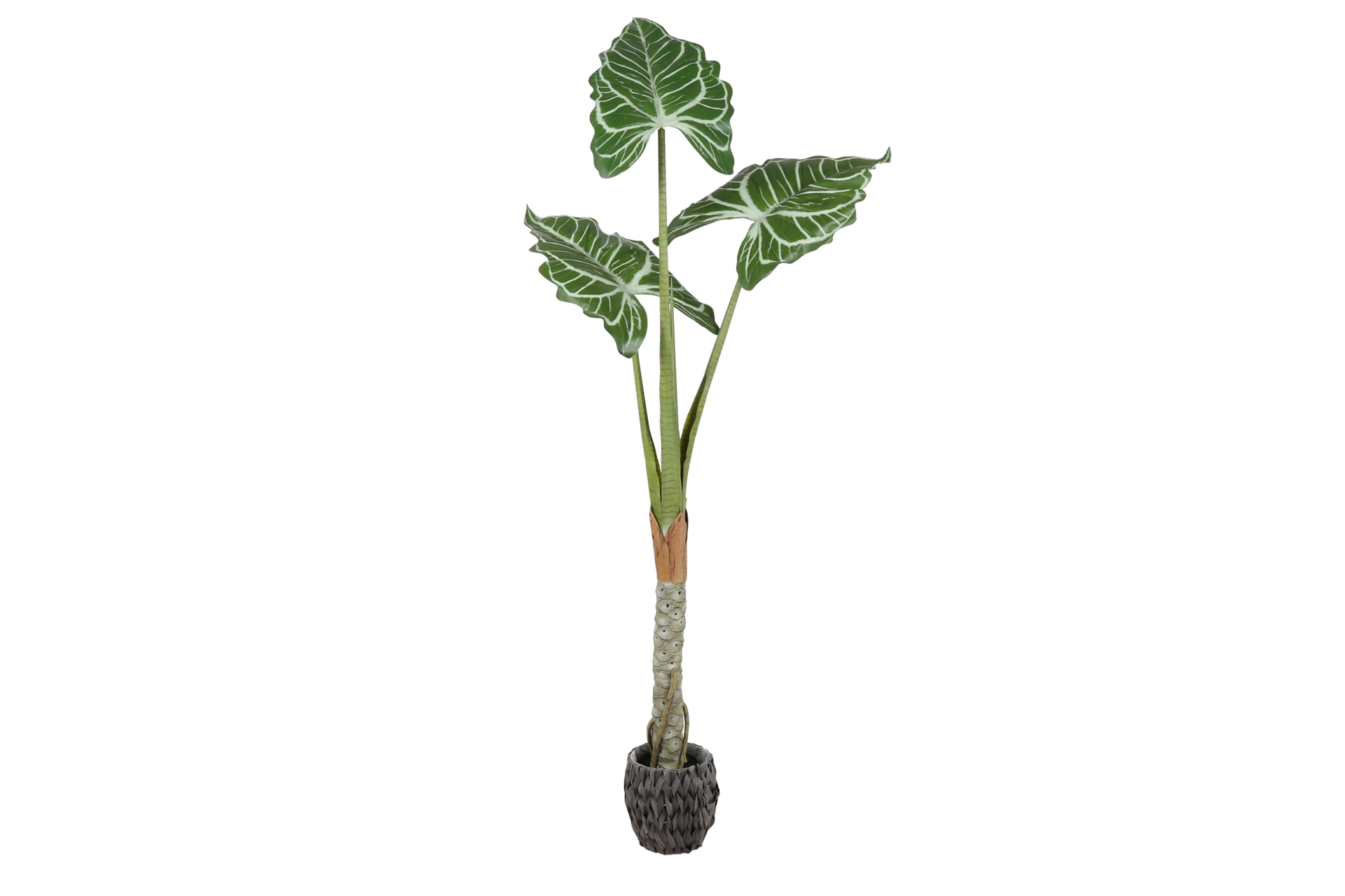 Sztuczna alokazja cucullata 180 cm