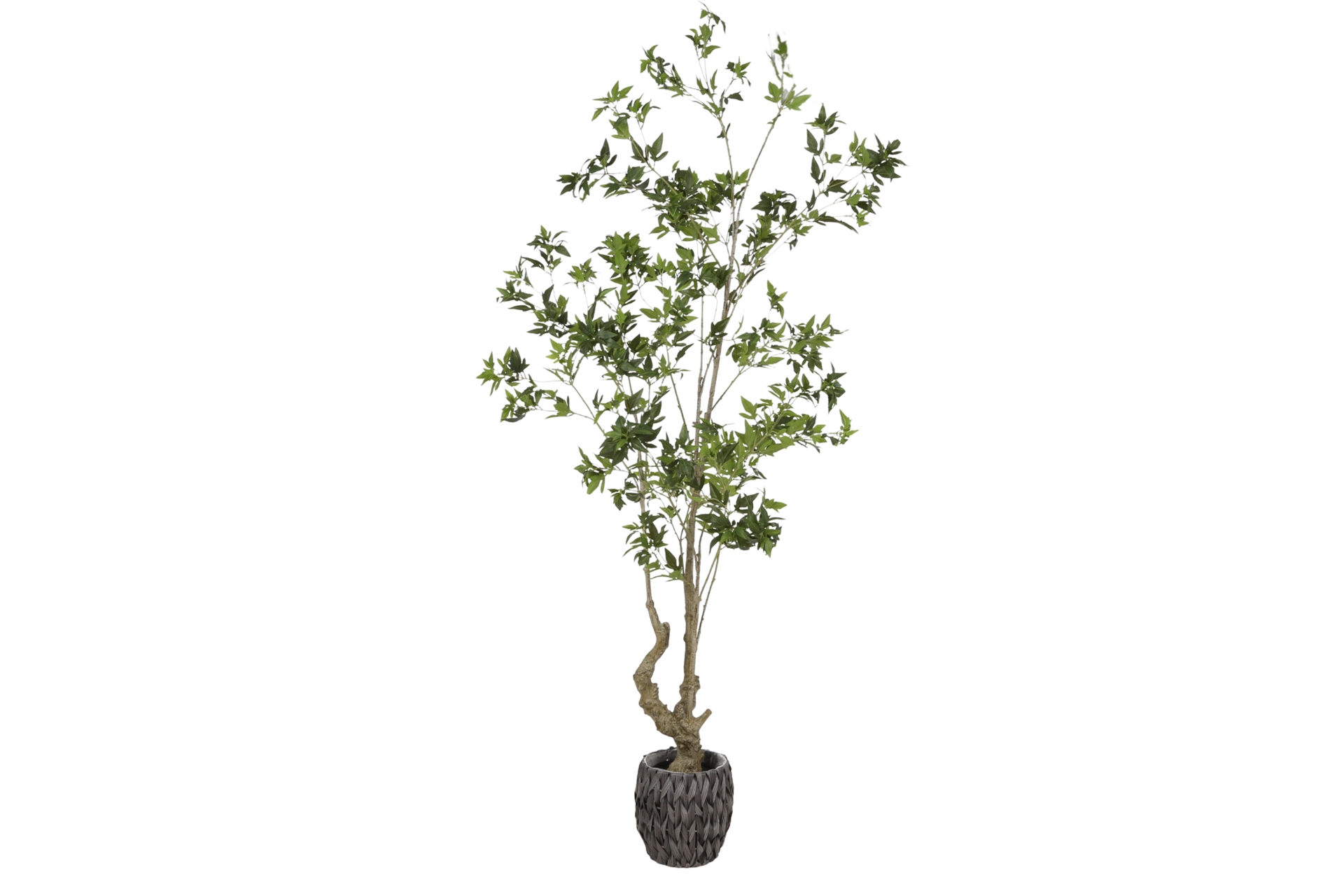 Sztuczny pieris 210 cm