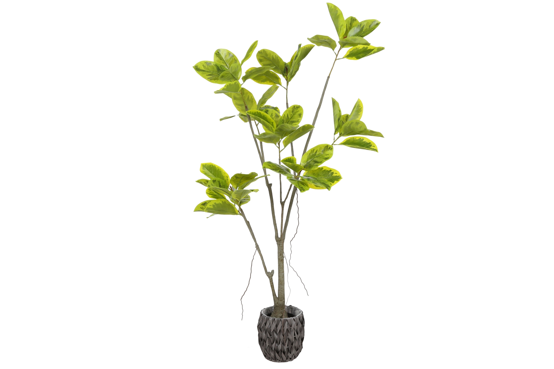 Sztuczny fikus 180 cm