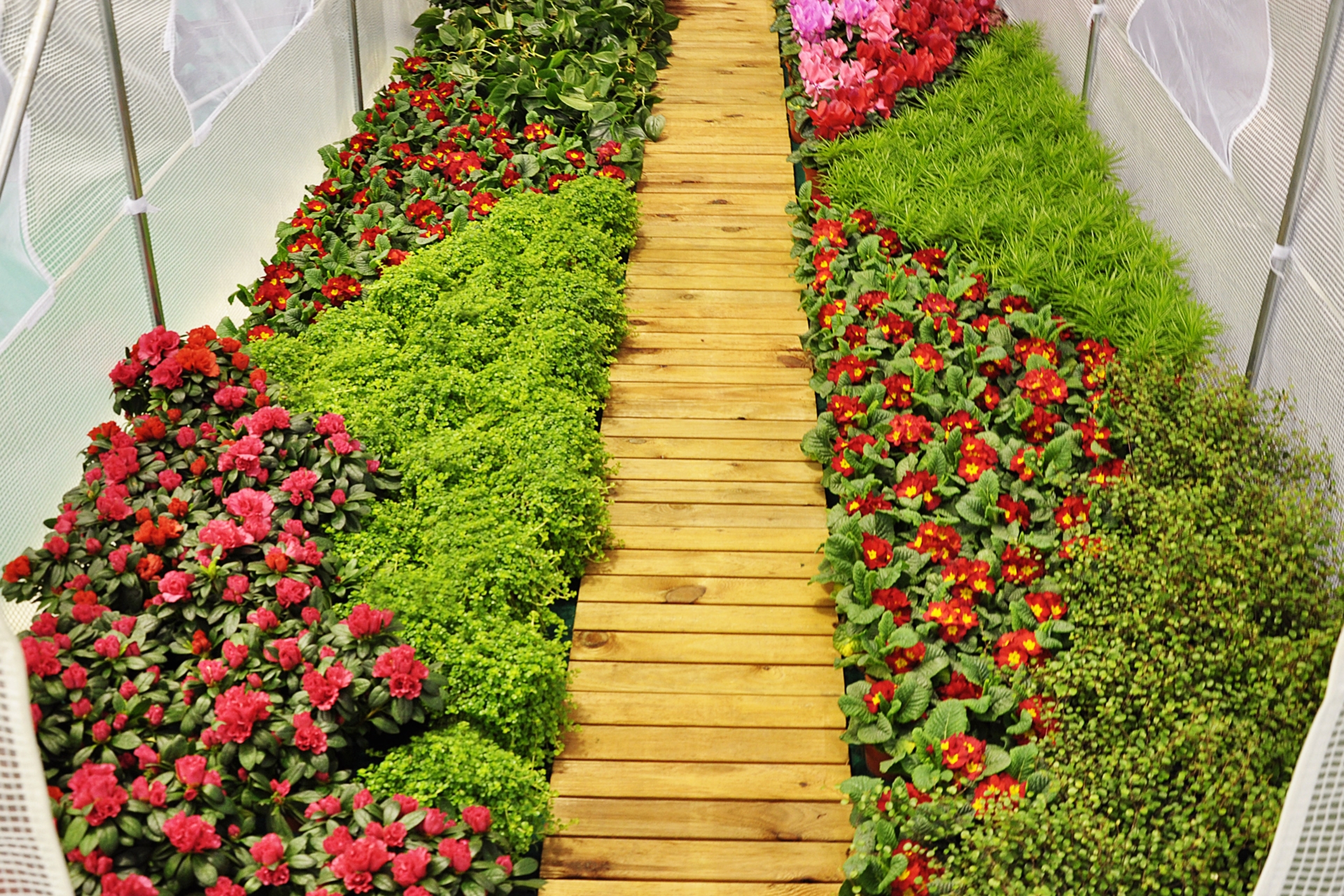 Tunel foliowy o pow. 13,5 m2 kolor niebieski Tunel foliowy 300 x 450 cm (13,5 m²) stelaż + folia niebieska