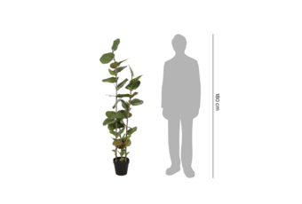 Sztuczna kokkoloba 170 cm