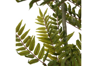 Sztuczne drzewko cedr czerwony 200 cm 