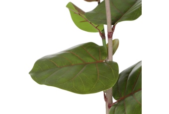 Sztuczna kokkoloba 170 cm