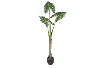 Sztuczna alokazja cucullata 180 cm
