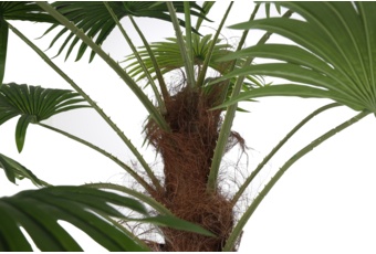 Sztuczna palma wachlarzowa 200 cm 