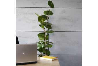 Sztuczna kokkoloba 170 cm