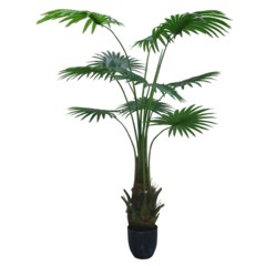 Sztuczna palma wachlarzowa na pniu 180 cm