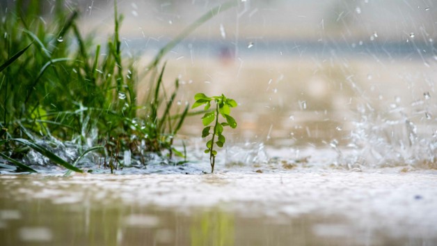 Ogród deszczowy – co to jest i dlaczego warto go mieć? Ekologiczne rozwiązanie dla Twojego ogrodu