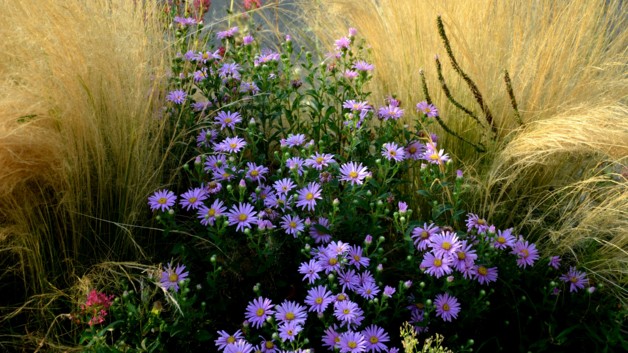 Astry – wszystko o pielęgnacji kwiatów Marcinków