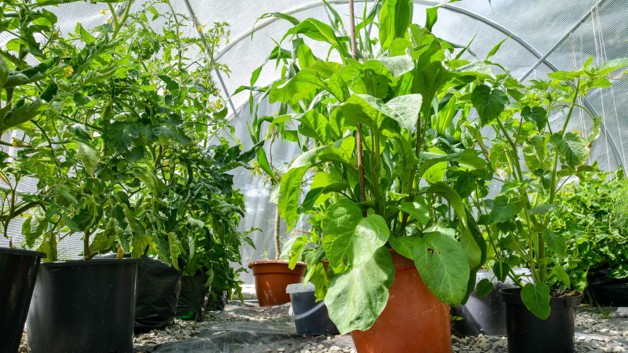 Kiedy i jak przygotować tunel foliowy na wiosnę? Lista prac