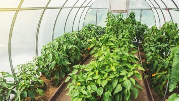 Jak zrobić tunel foliowy?