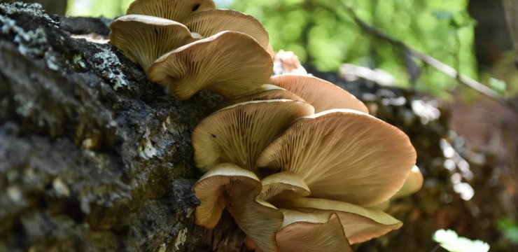 Uprawa boczniaka w tunelu foliowym – co musisz wiedzieć?