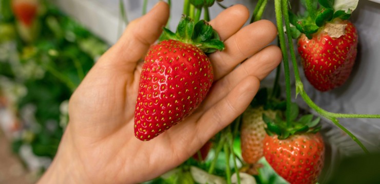 Truskawki w szklarni i tunelu – wszystko, co musisz wiedzieć