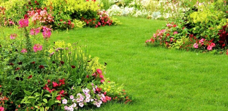 Kwiaty kwitnące całe lato - co polecamy do ogrodu?