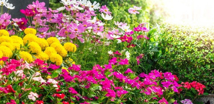 Kwiaty ogrodowe wieloletnie - jakie wybrać?