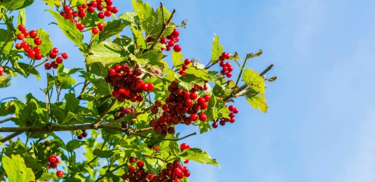 Kiedy i jak sadzimy drzewka owocowe?