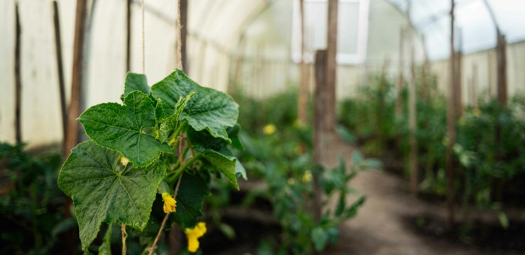 Odkażanie tunelu foliowego krok po kroku – kiedy i czym odkazić tunel foliowy, aby był gotowy na wiosnę?
