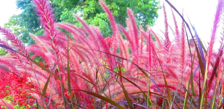 Trawy ozdobne - przegląd gatunków do każdego ogrodu