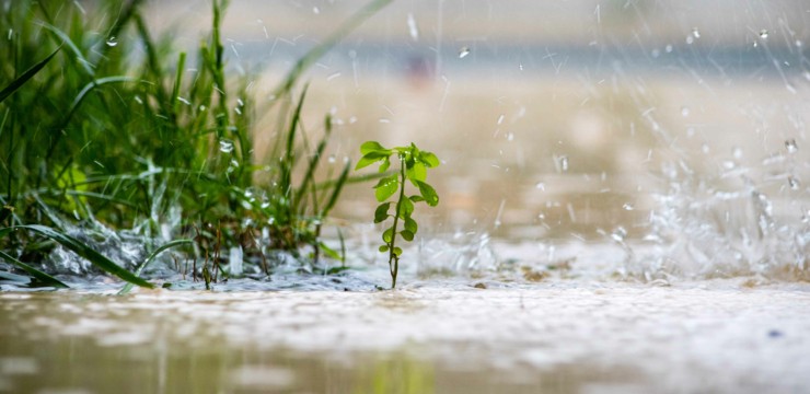 Ogród deszczowy – co to jest i dlaczego warto go mieć? Ekologiczne rozwiązanie dla Twojego ogrodu