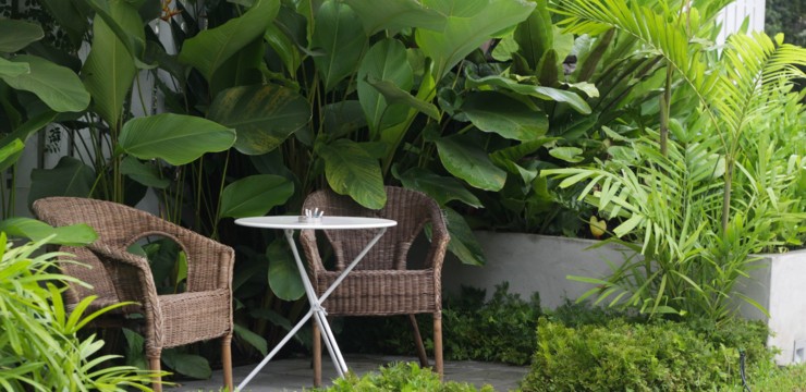 Ciekawe rośliny egzotyczne w Twoim ogrodzie – gatunki warte uwagi