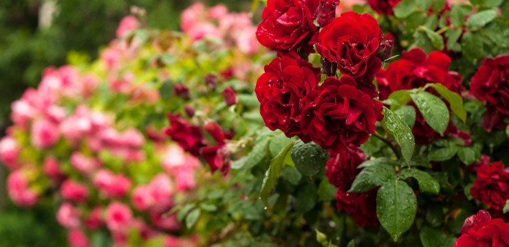 Kiedy przycinać róże, jakie odmiany wybrać i jak je pielęgnować? 
