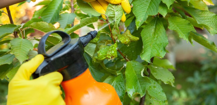 Domowy sposób na mszyce – pozbądź się szkodników swoich roślin