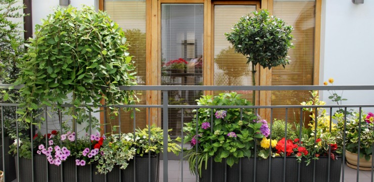 Kwiaty doniczkowe na taras - na co zwrócić uwagę przy ich wyborze?