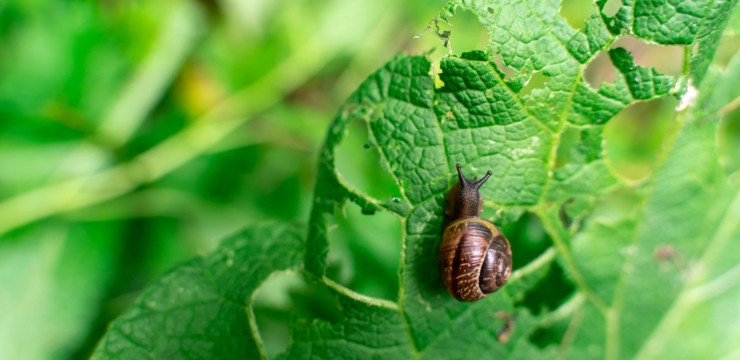 Ślimaki w ogrodzie – jak pozbyć się z grządek?