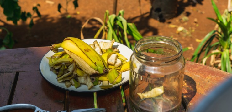 Jak przygotować nawóz z banana i do czego go używać?