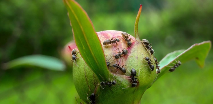 Jak pozbyć się mrówek z ogrodu? Sprawdzone sposoby