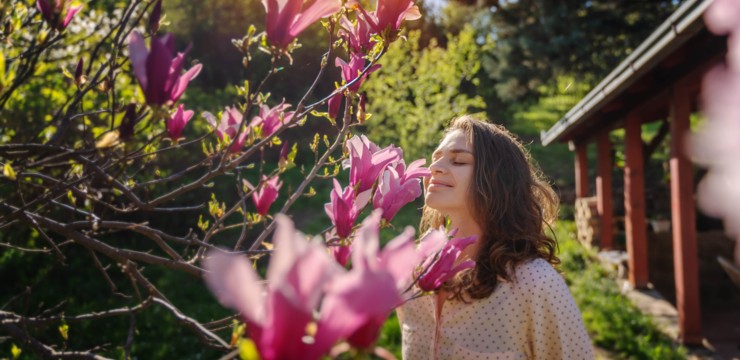 Magnolia – odmiany, uprawa i zimowanie w pigułce