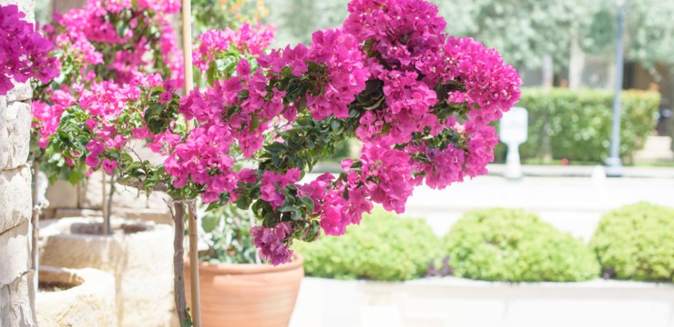 Bugenwilla – co to za roślina i jak o nią dbać cały rok?