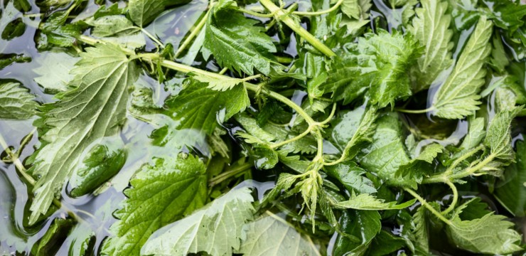 Gnojówka z pokrzywy – jak zrobić i do czego używać?