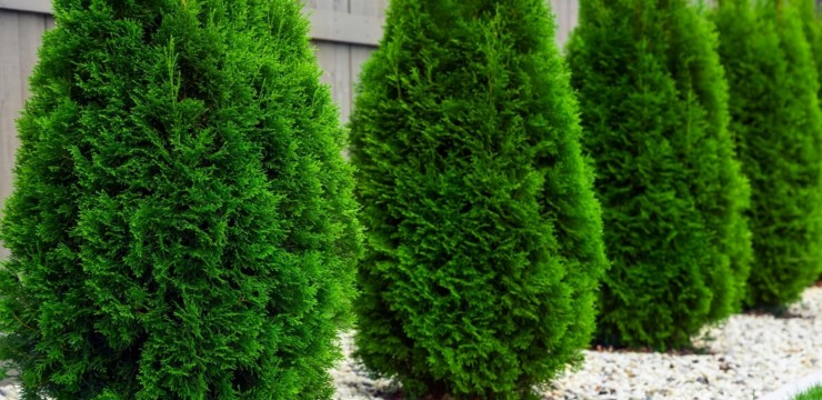 Tuje - sadzenie i pielęgnacja