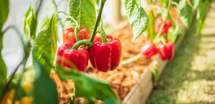 Sadzenie i uprawa papryki – wszystko, co musisz wiedzieć