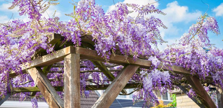 Jaka pergola do wisterii wytrzyma jej ciężar? Wybieramy solidną pergolę ogrodową