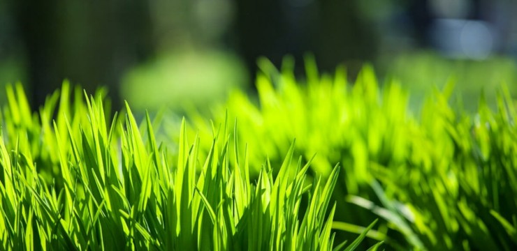 Jaka trawa na trawnik - z rolki czy z siewu?