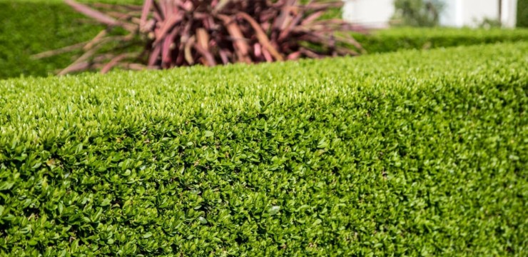 Rośliny na żywopłot - jakie wybrać?