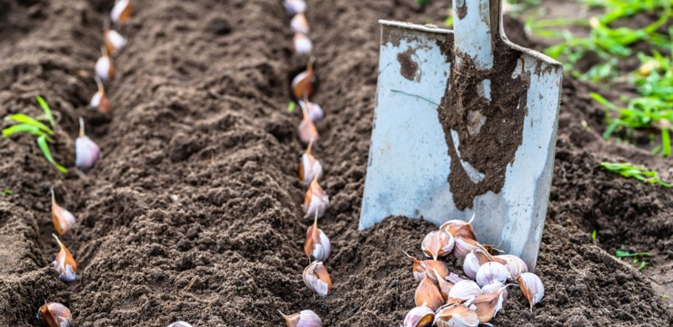 Kiedy sadzić czosnek zimowy? Uprawa w pigułce