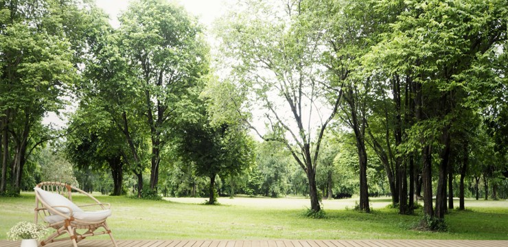 Jak zaaranżować ogród leśny? Sprawdź nasze inspiracje!