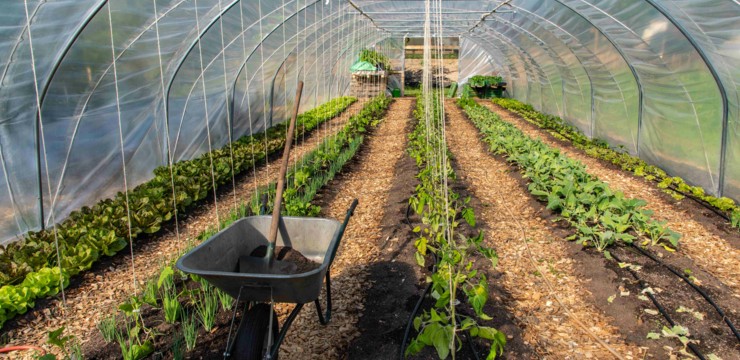 Jak ustawić tunel foliowy względem słońca – wschód-zachód czy północ-południe?